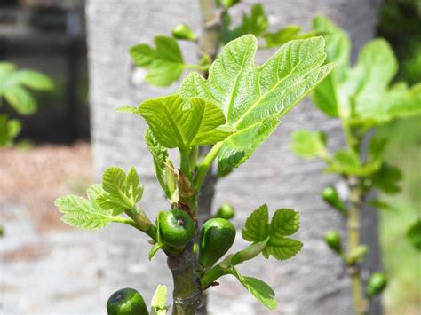 無花果摘心|【イチジクの育て方】栽培の流れ・収穫時期・剪定・摘果・これ。